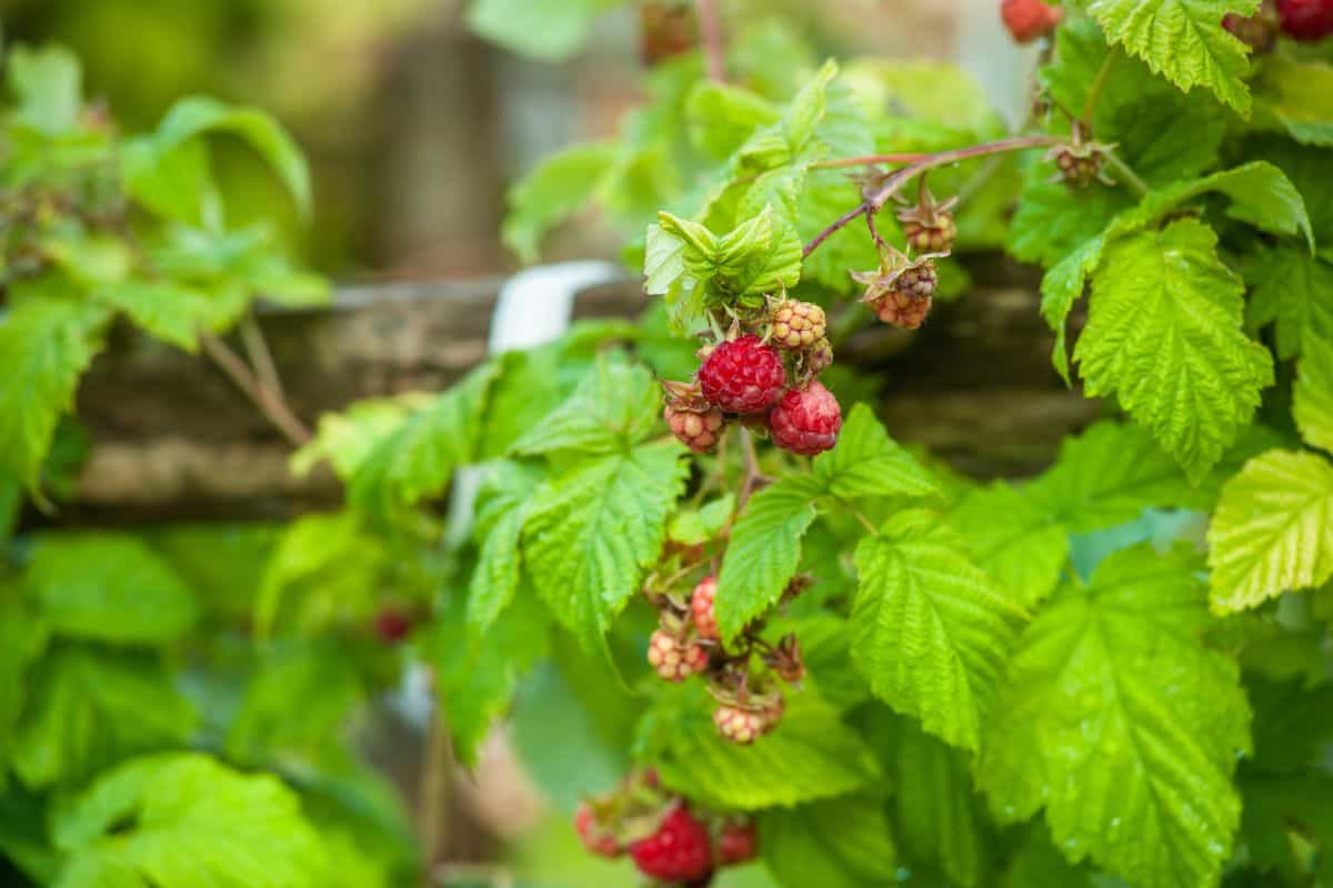 Ripe and unripe raspberries growing on a leafy raspberry bush.