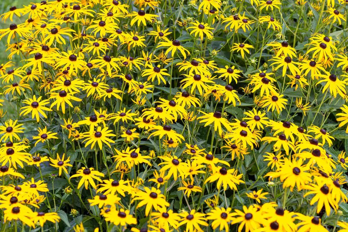 A dense cluster of bright yellow black-eyed Susan flowers blooming in a garden bed.