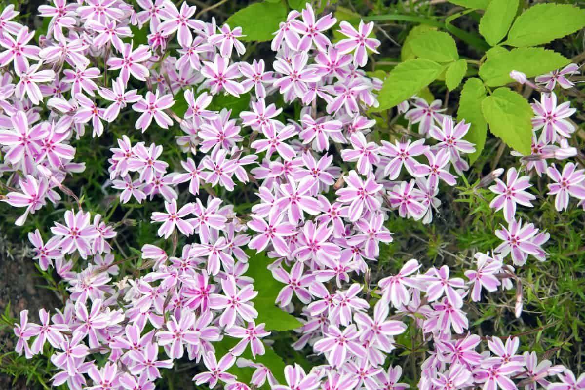 A cluster of pink-and-white striped phlox flowers blooming densely in a garden.