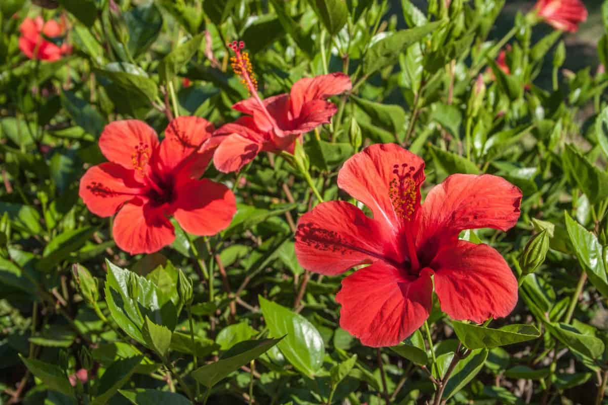 Bright red hibiscus flowers blooming among lush green leaves in a garden.