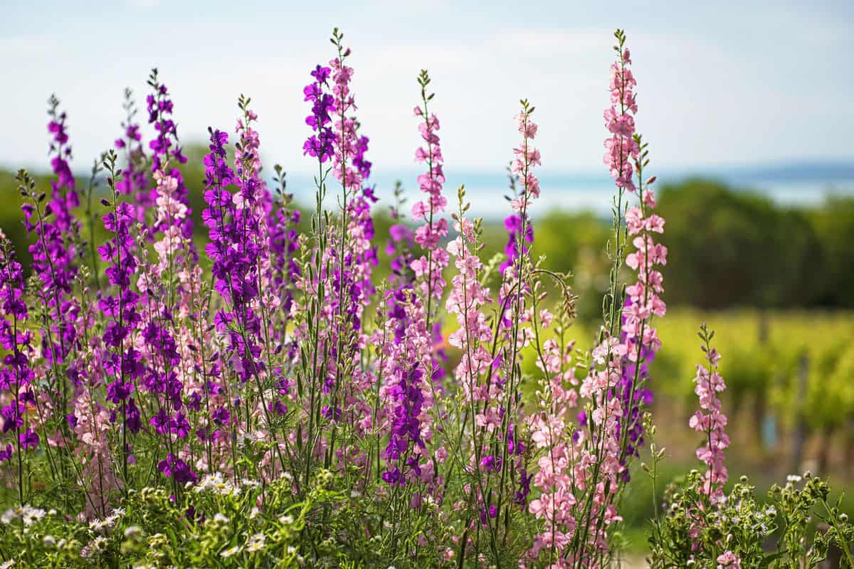 Tall pink and purple larkspur flowers blooming in a sunlit garden landscape.