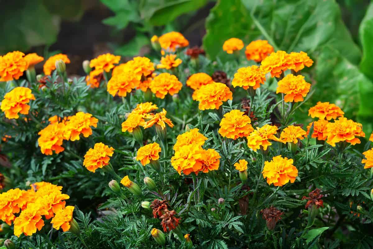 Bright orange marigold flowers blooming densely in a green garden bed.