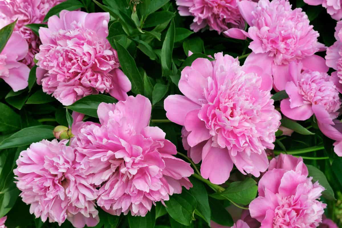 Close-up of lush pink peony flowers in full bloom surrounded by green leaves.