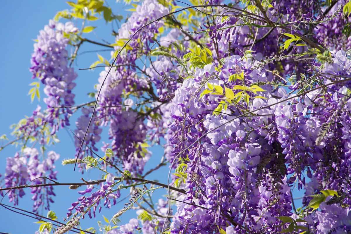 Cascading clusters of purple wisteria flowers hanging from vines against a blue sky.