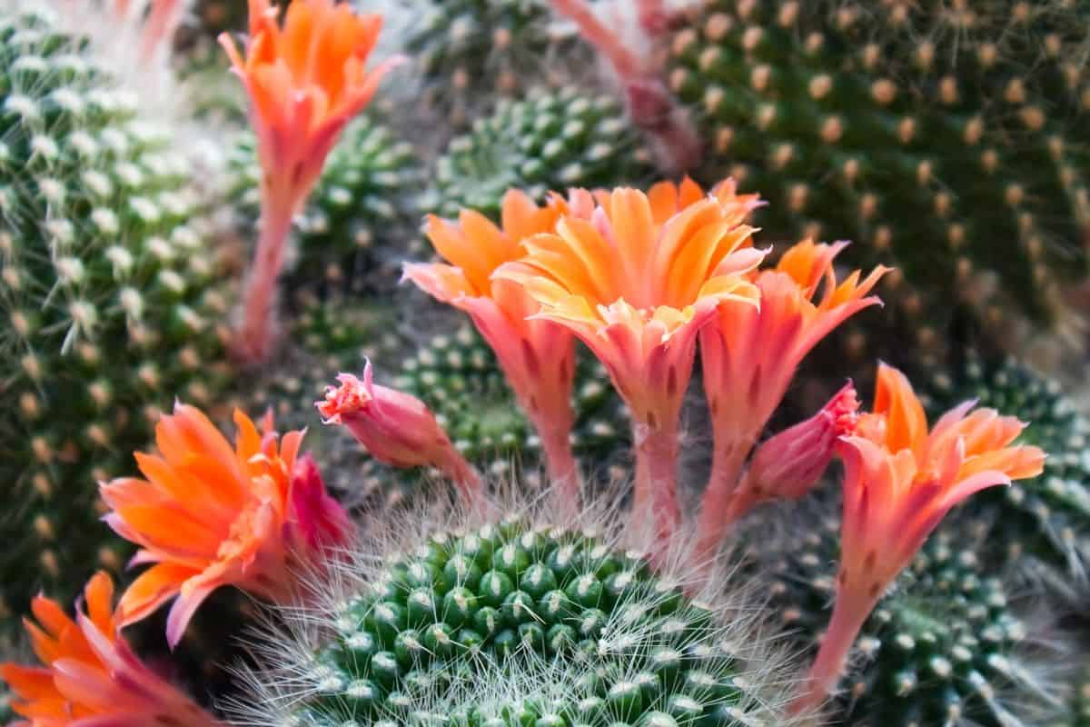 Bright orange cactus flowers blooming atop a spiny green cactus.