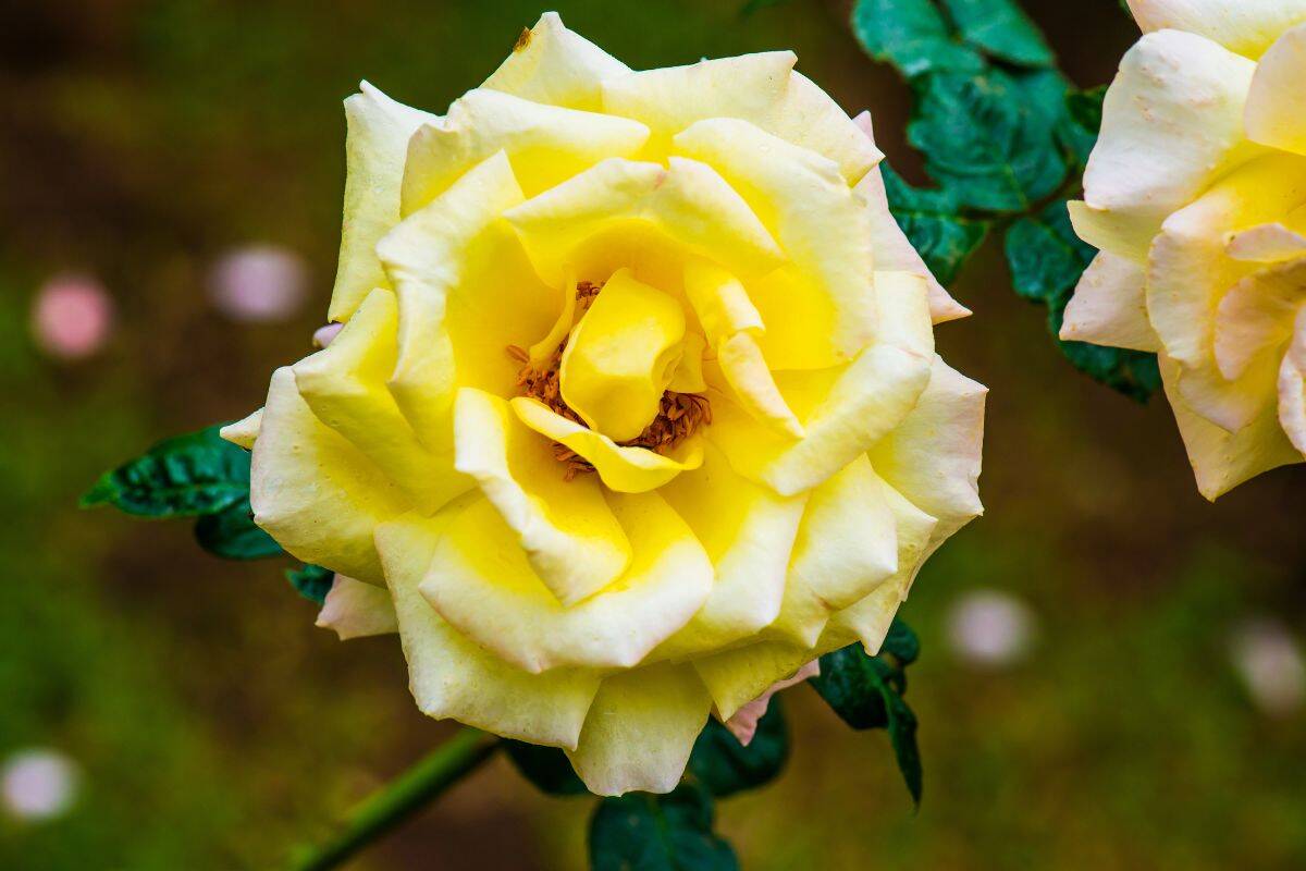 Close-up of a fully bloomed yellow rose with layered petals.
