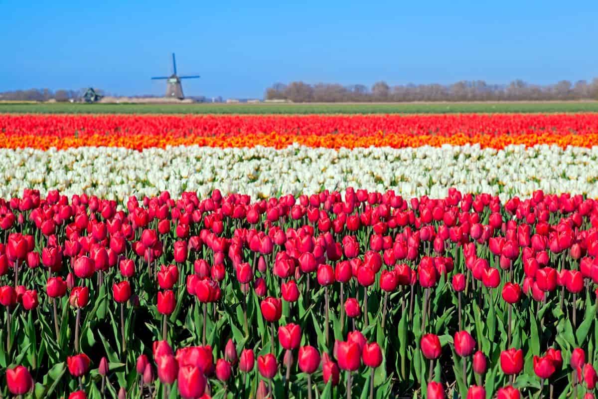 Colorful rows of red, white, and orange tulips stretching across a field with a windmill in the distance.