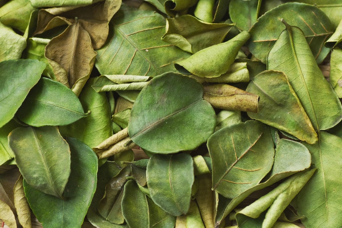 Kaffir lime leaves, a popular substitute for lemongrass in Asian cooking.