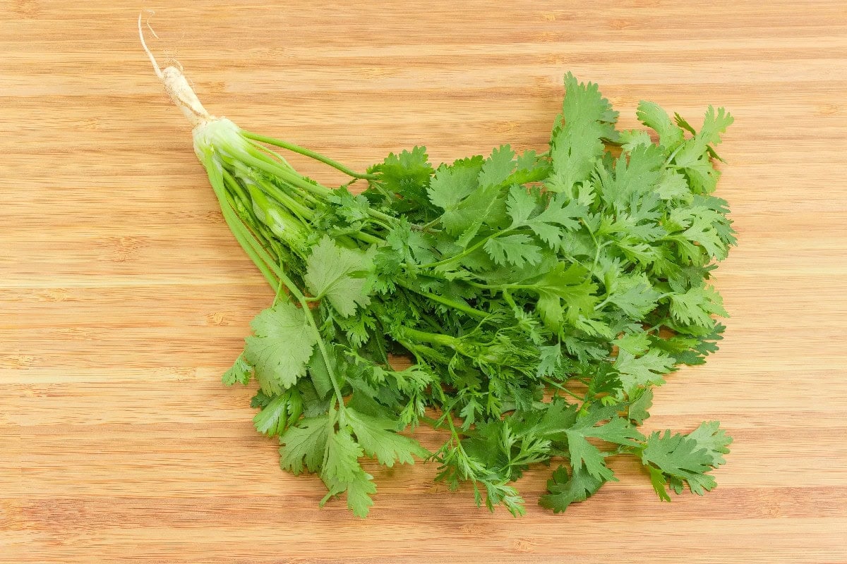 Fresh cilantro on a cutting board as an herb alternative to lemongrass.