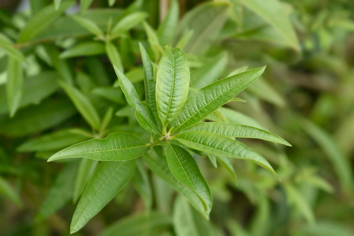 Lemon verbena leaves, an herbal substitute for lemongrass.
