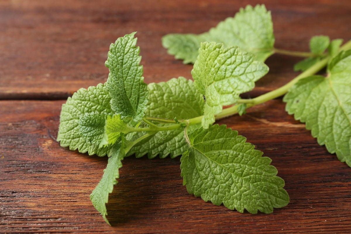 Fresh lemon balm leaves with a mild citrus flavor similar to lemongrass.