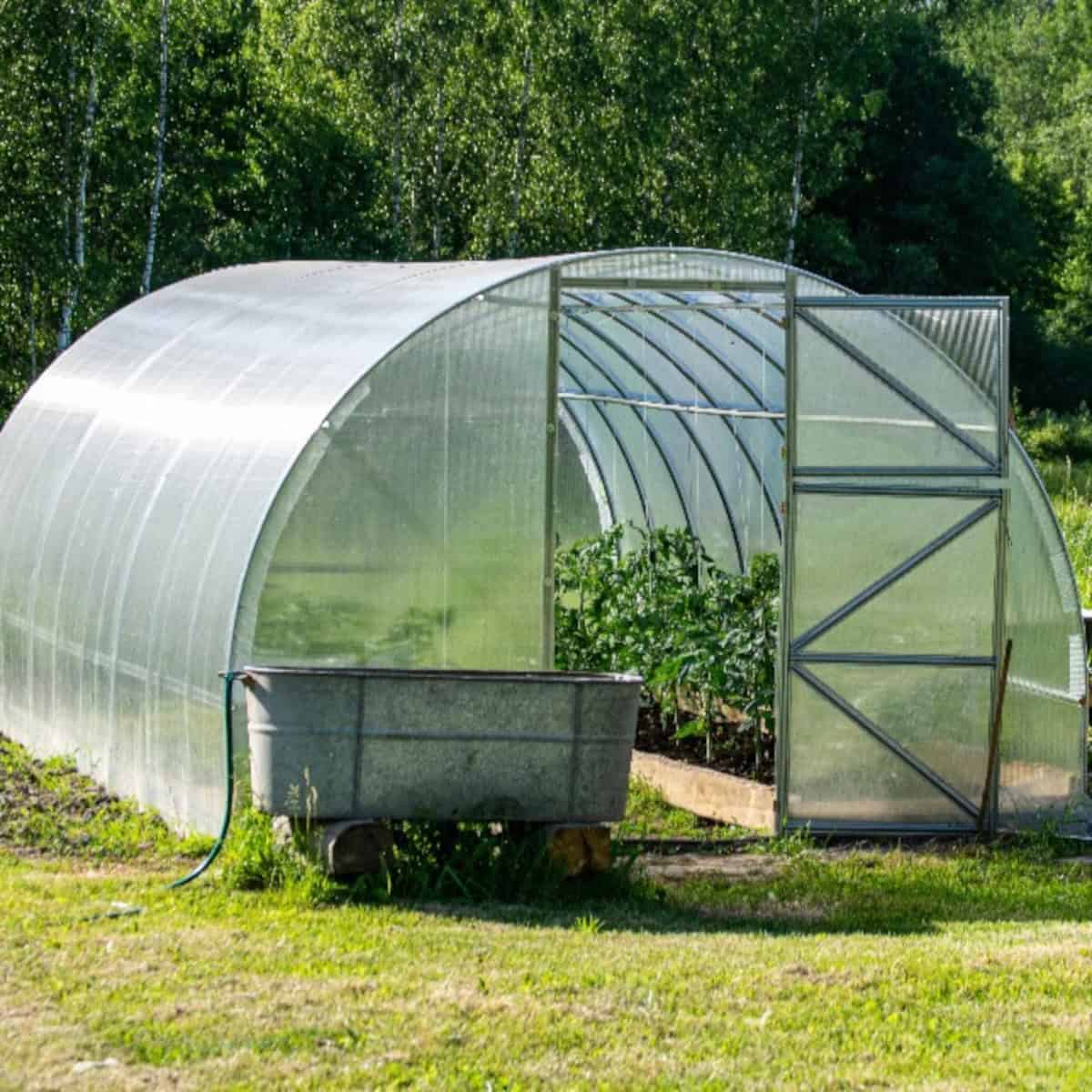 Walk-in greenhouse with vegetable plants growing inside, used to extend the growing season.