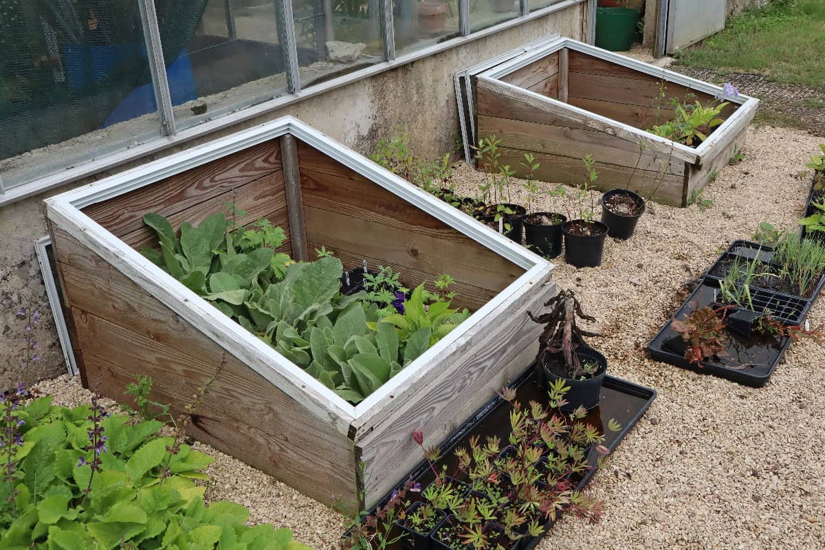 Wooden cold frames with transparent lids protecting young plants beside a greenhouse.