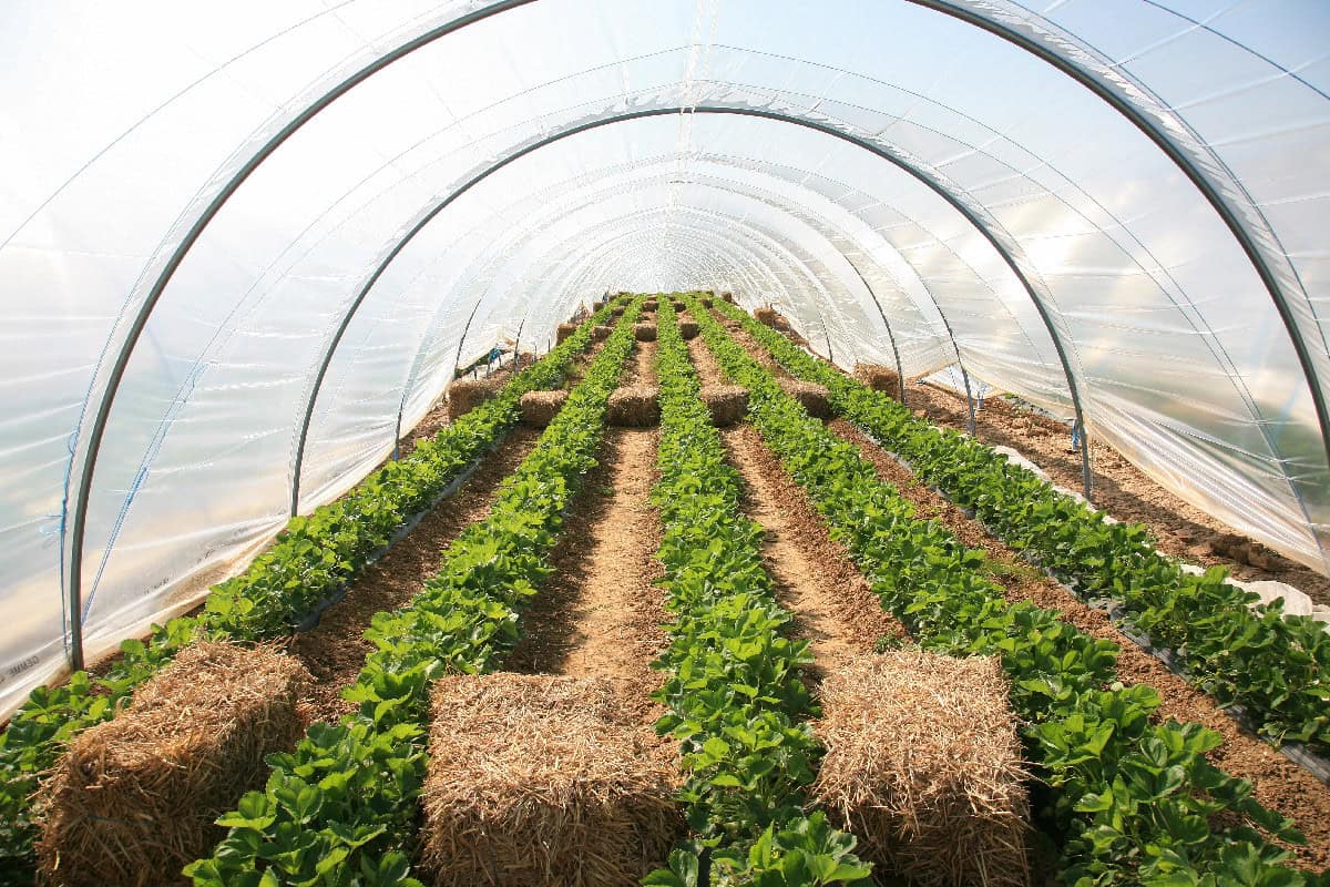 Inside a greenhouse with rows of leafy crops growing under a protective plastic cover.