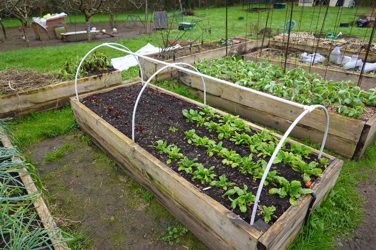 Raised garden beds with low hoop covers, offering cold frame protection for young vegetables.